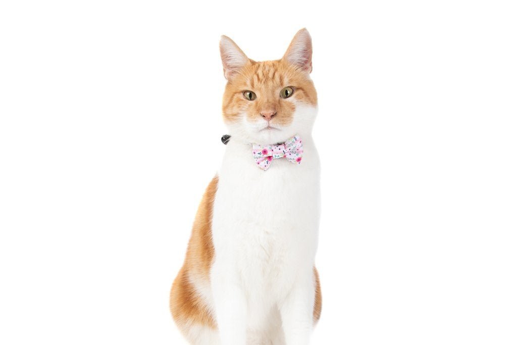 Little Kitty Cat Collar & Bow Tie Fancy Florals halsband > kattenhalsband X - Small