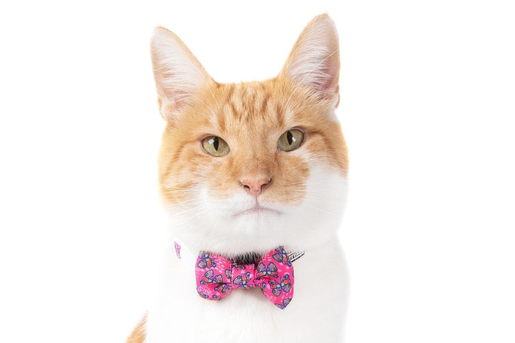 Little Kitty Cat Collar & Bow Tie Flutterly Fab halsband > kattenhalsband X - Small