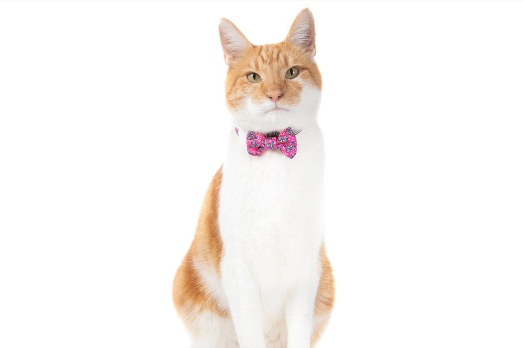 Little Kitty Cat Collar & Bow Tie Flutterly Fab - Premium halsband > kattenhalsband from Little Kitty - Just €10! Shop now at Frenkiezdogshop
