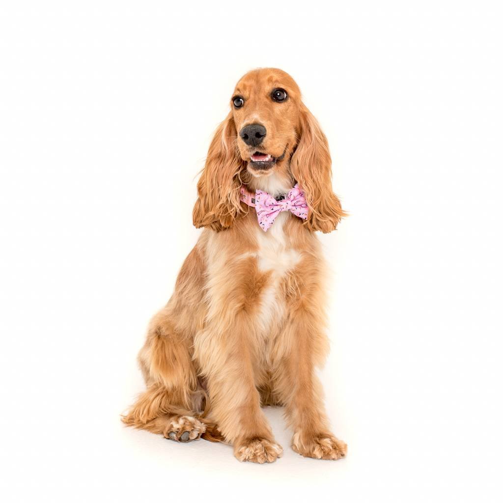 Big and Little Dogs Halsband For Flocks Sake ( L ) halsband > hondenhalsband Medium