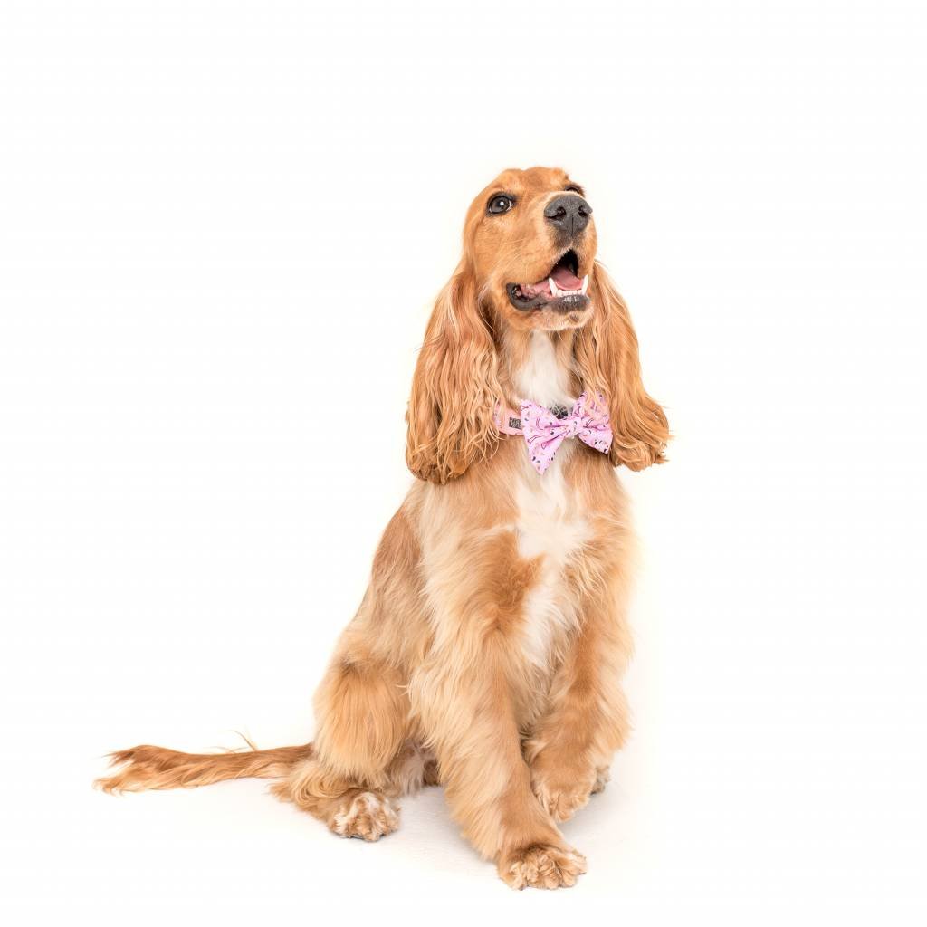 Big and Little Dogs Halsband For Flocks Sake ( L ) halsband > hondenhalsband Medium