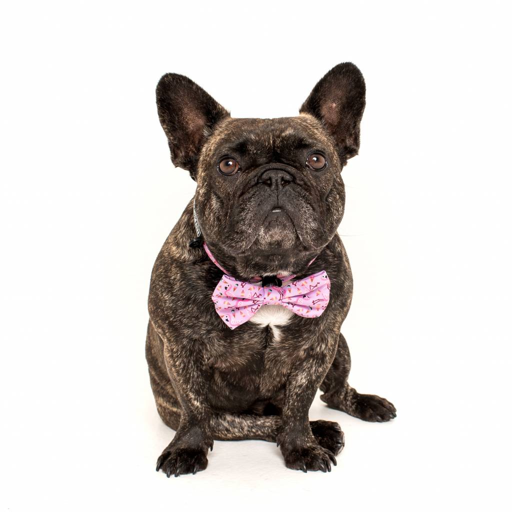 Big and Little Dogs Halsband For Flocks Sake ( L ) - Premium halsband > hondenhalsband from Big and Little Dogs - Just €10! Shop now at Frenkiezdogshop