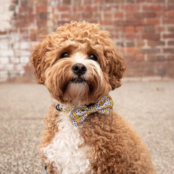 Big and Little Dogs Halsband Going Bananas ( SMALL ) - Premium halsband > hondenhalsband from Big and Little Dogs - Just €10! Shop now at Frenkiezdogshop