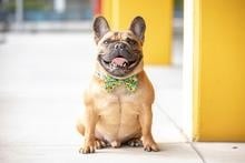 Big and Little Dogs Halsband Hello Sunshine - Premium halsband > hondenhalsband from Big and Little Dogs - Just €10! Shop now at Frenkiezdogshop