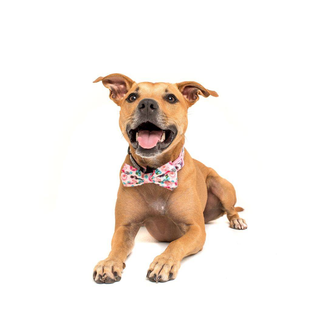 Big and Little Dogs Halsband I'm A Succa For You ( LARGE ) - Premium halsband > hondenhalsband from Big and Little Dogs - Just €10! Shop now at Frenkiezdogshop