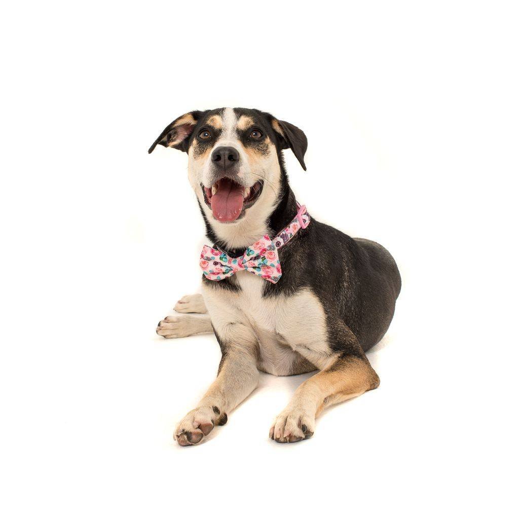 Big and Little Dogs Halsband I'm A Succa For You ( LARGE ) halsband > hondenhalsband Small