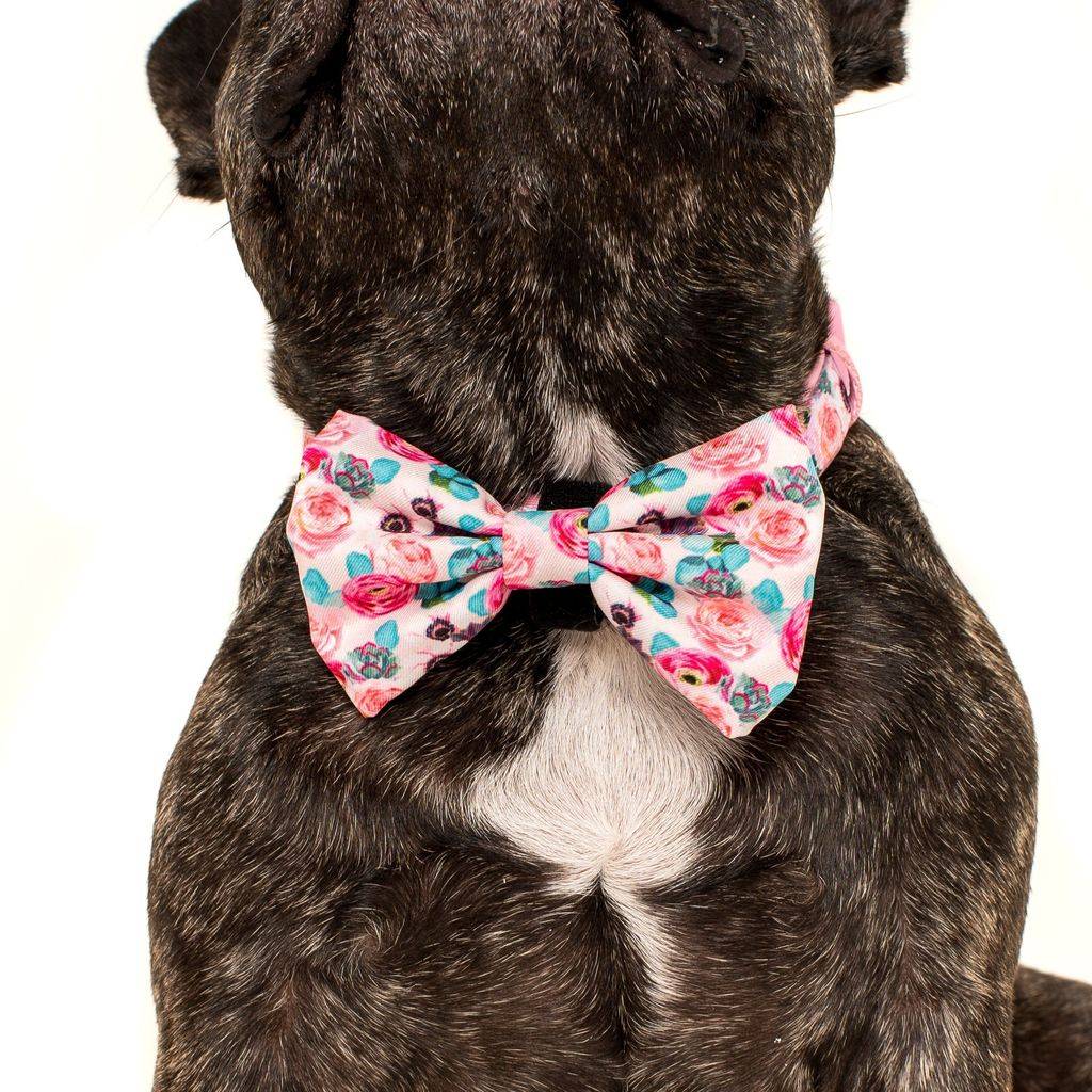 Big and Little Dogs Halsband I'm A Succa For You ( LARGE ) halsband > hondenhalsband Small