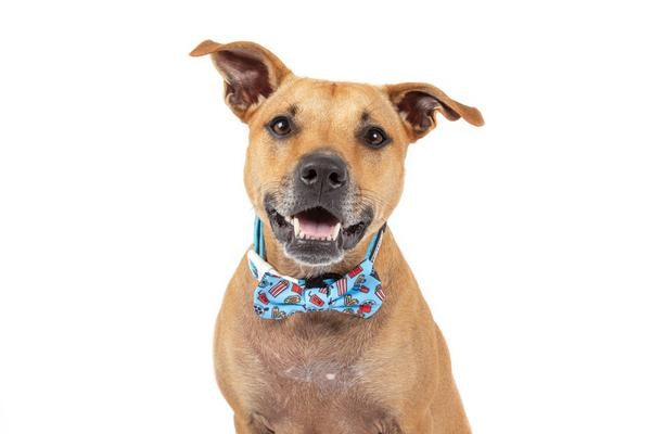 Big and Little Dogs Halsband Lights, Camera, Action - Premium halsband > hondenhalsband from Big and Little Dogs - Just €10! Shop now at Frenkiezdogshop