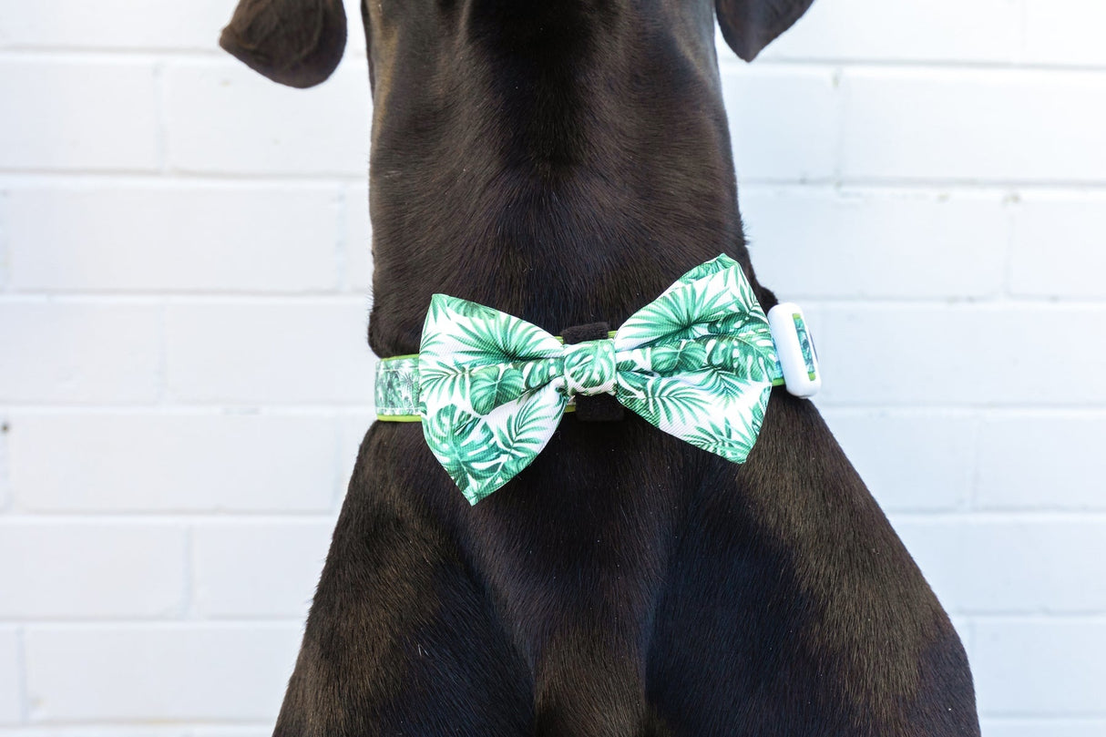 Big and Little Dogs Collar & Bow-tie Lost In Paradise - Premium Hondenstrik > strik from Big and Little Dogs - Just €10! Shop now at Frenkiezdogshop