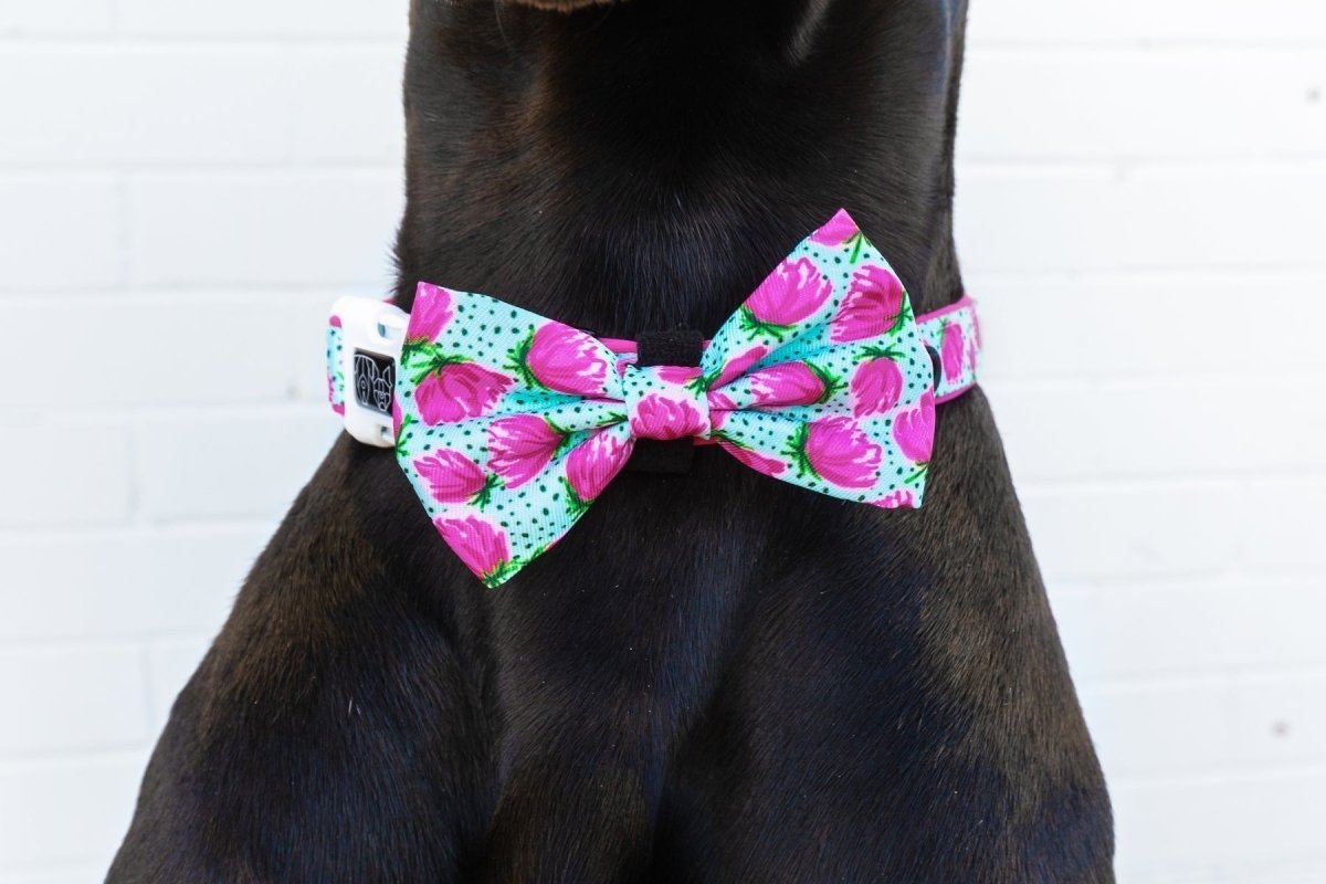 Big and Little Dogs Collar & Bow - tie My Pretty Peony halsband > hondenhalsband X - Small