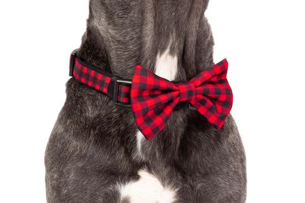 Big and Little Dogs Halsband Plaid to the Bone - Premium halsband > hondenhalsband from Big and Little Dogs - Just €10! Shop now at Frenkiezdogshop