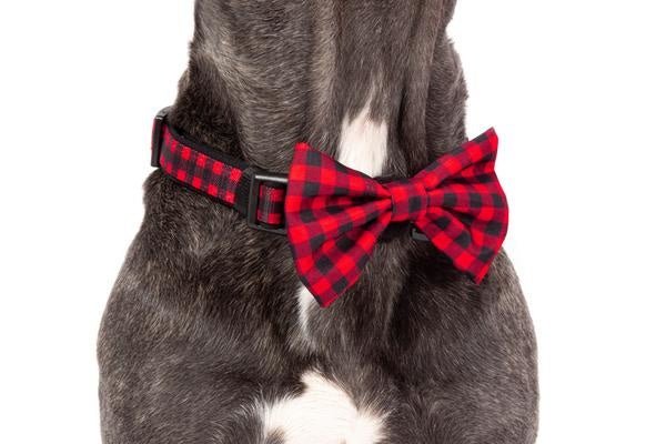 Big and Little Dogs Halsband Plaid to the Bone halsband > hondenhalsband Small