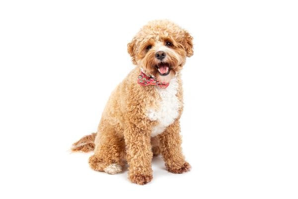 Big and Little Dogs Halsband Sashimi - Premium halsband > hondenhalsband from Big and Little Dogs - Just €10! Shop now at Frenkiezdogshop