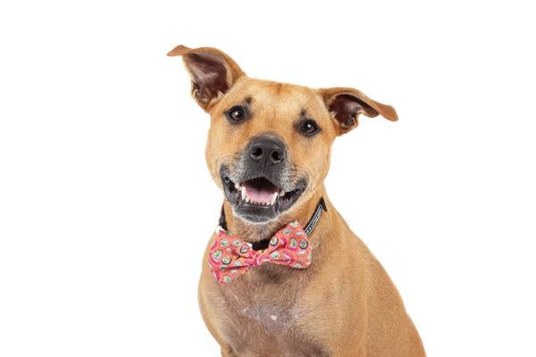 Big and Little Dogs Halsband Sashimi - Premium halsband > hondenhalsband from Big and Little Dogs - Just €10! Shop now at Frenkiezdogshop