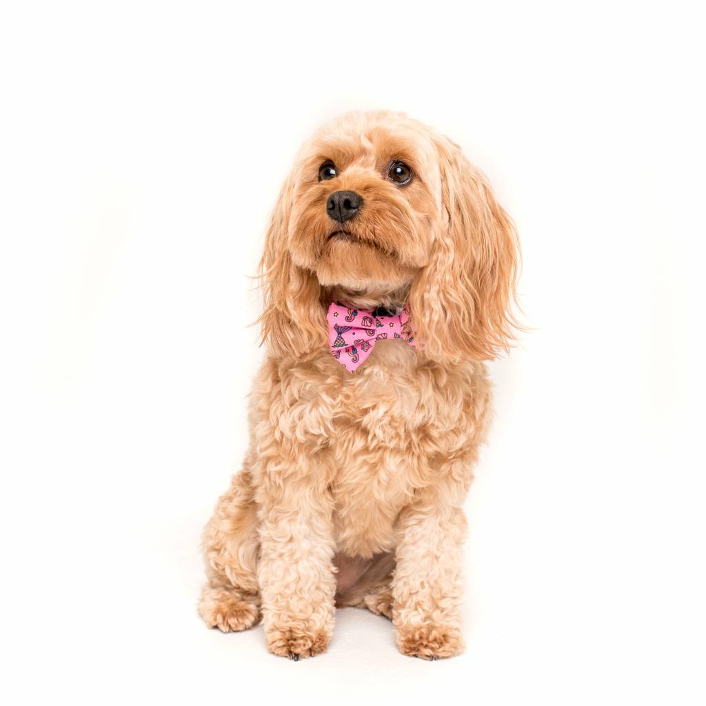 Big and Little Dogs Halsband Sea Life ( M & L ) - Premium halsband > hondenhalsband from Big and Little Dogs - Just €10! Shop now at Frenkiezdogshop