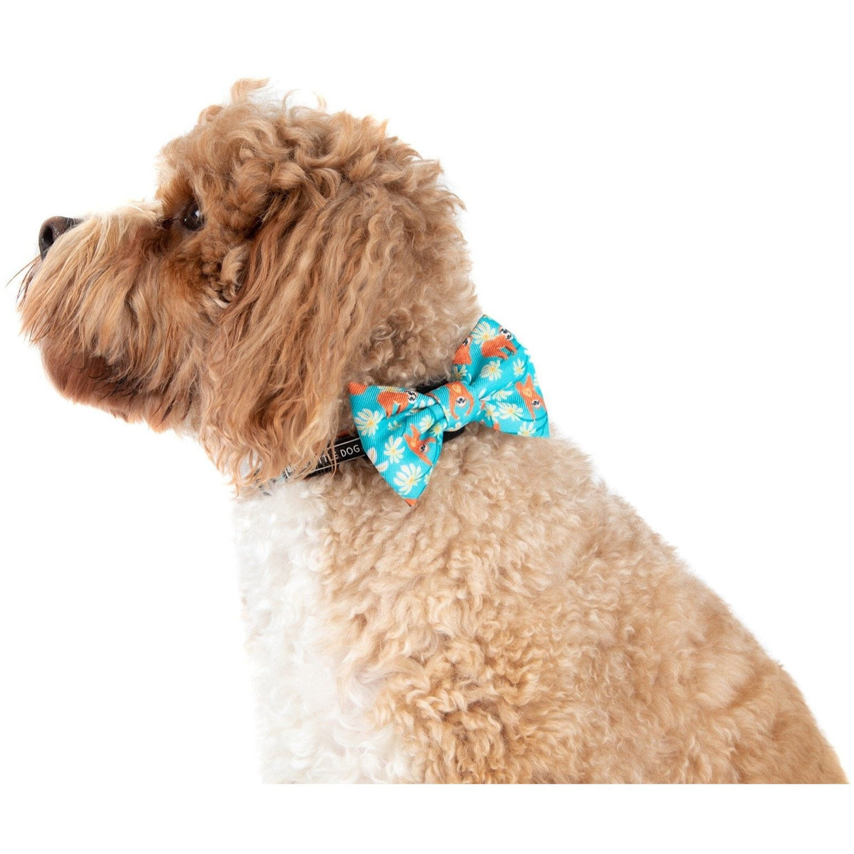 Big and Little Dogs Collar & Bow-tie Slothin' Around - Premium Hondenstrik > strik from Big and Little Dogs - Just €10! Shop now at Frenkiezdogshop