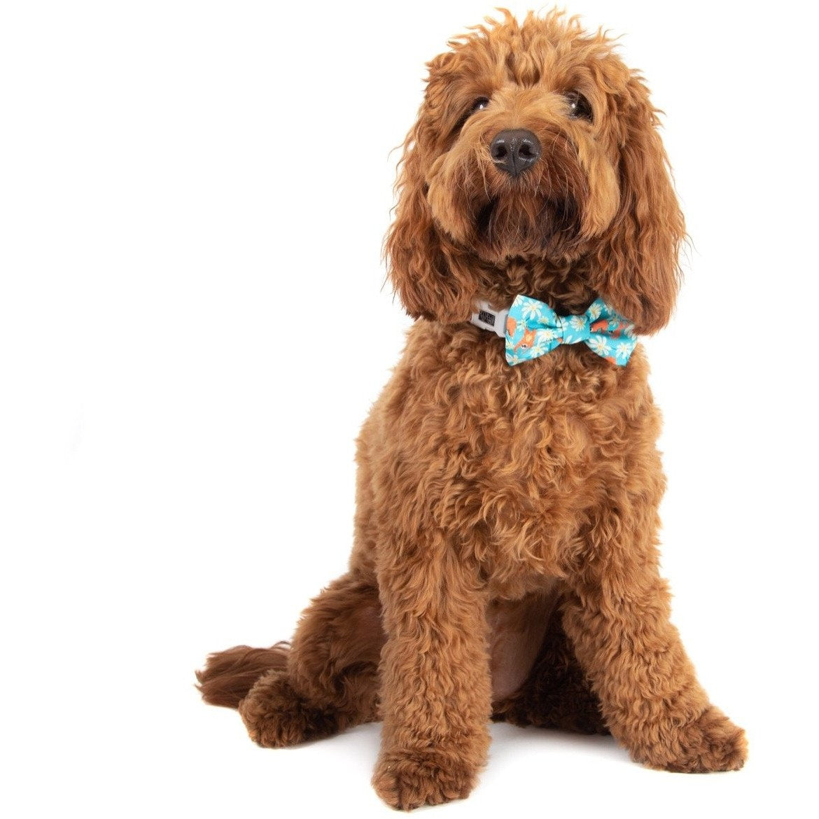 Big and Little Dogs Collar & Bow-tie Slothin' Around - Premium Hondenstrik > strik from Big and Little Dogs - Just €10! Shop now at Frenkiezdogshop