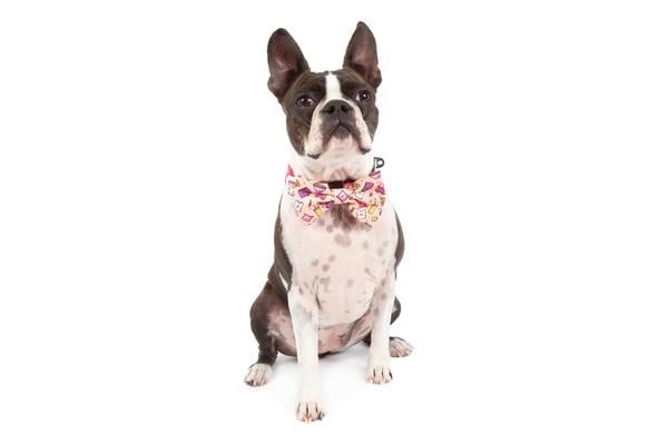 Big and Little Dogs Halsband Slumber Party - Premium halsband > hondenhalsband from Big and Little Dogs - Just €10! Shop now at Frenkiezdogshop