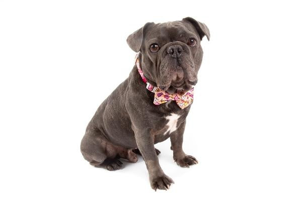 Big and Little Dogs Halsband Slumber Party - Premium halsband > hondenhalsband from Big and Little Dogs - Just €10! Shop now at Frenkiezdogshop