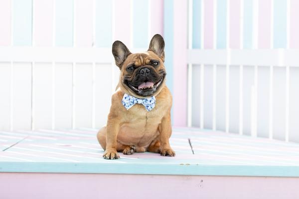 Big and Little Dogs Halsband Blue Tie Dye - Premium halsband > hondenhalsband from Big and Little Dogs - Just €10! Shop now at Frenkiezdogshop