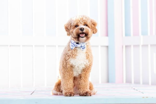 Big and Little Dogs Halsband Blue Tie Dye - Premium halsband > hondenhalsband from Big and Little Dogs - Just €10! Shop now at Frenkiezdogshop