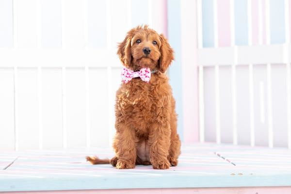 Big and Little Dogs Halsband Pink Tie Dye - Premium halsband > hondenhalsband from Big and Little Dogs - Just €10! Shop now at Frenkiezdogshop