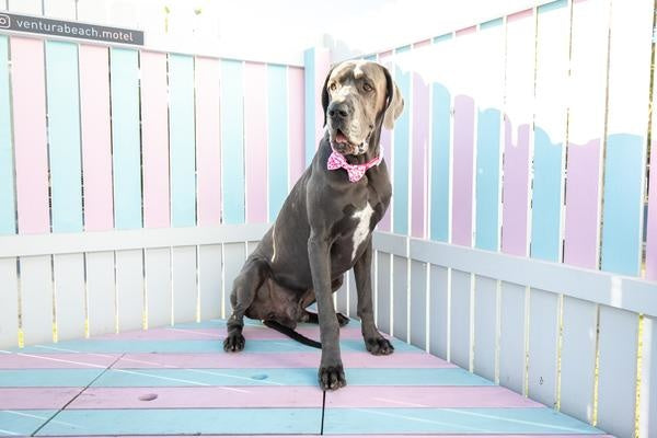 Big and Little Dogs Halsband Pink Tie Dye - Premium halsband > hondenhalsband from Big and Little Dogs - Just €10! Shop now at Frenkiezdogshop