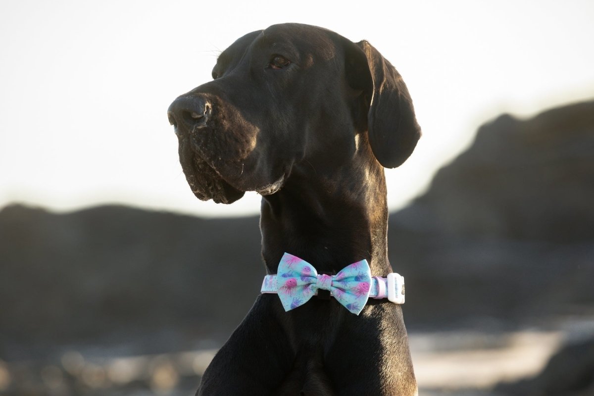 Big and Little Dogs Collar & Bow - tie Don't Be Jelly halsband > hondenhalsband X - Small