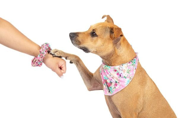 Big and Little Dogs Born the be a Unicorn scrunchie - Premium Haarelastiek > haarasseccoire from Big and Little Dogs - Just €5! Shop now at Frenkiezdogshop
