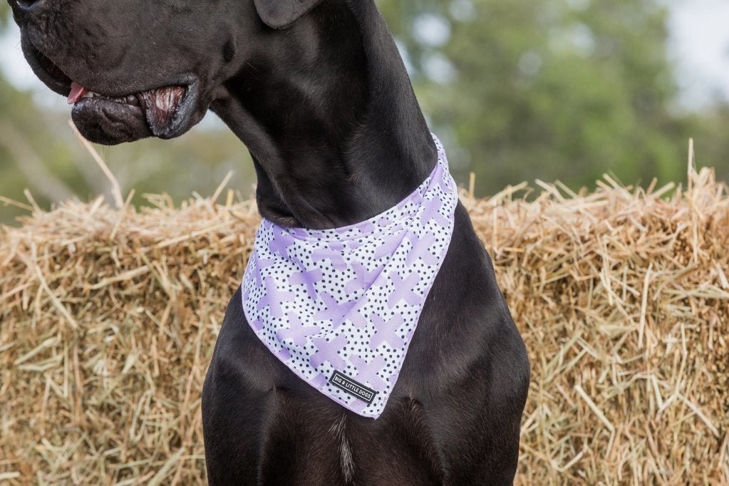 Big and Little dogs Bandana Painted Purple Bandana > Hondenbandana Small/Medium
