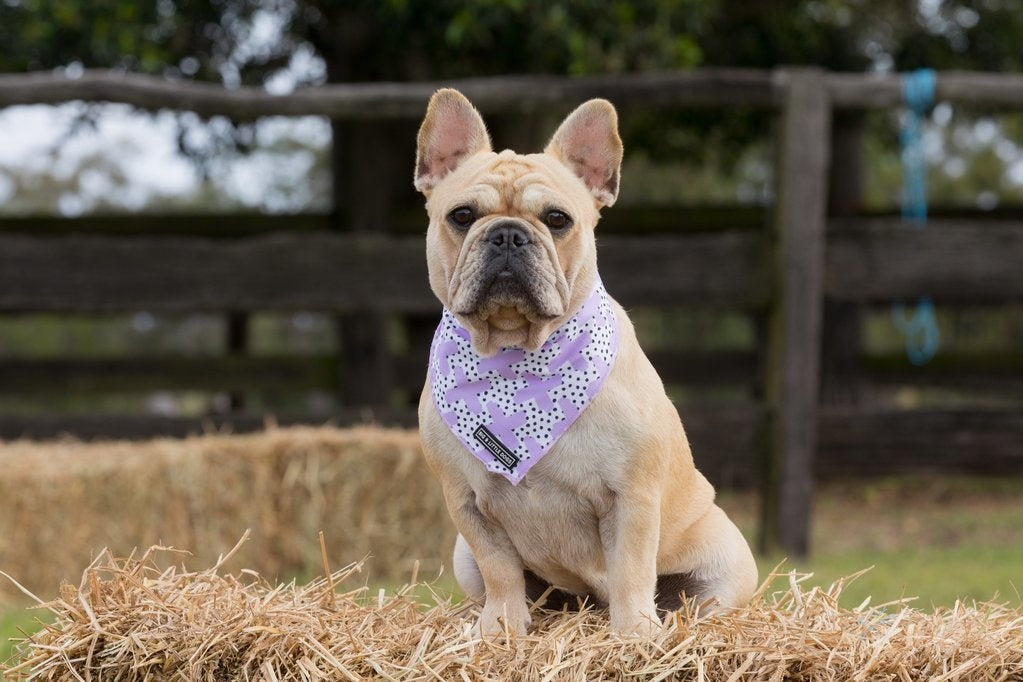 Big  and Little dogs Bandana Painted Purple - Premium Bandana > Hondenbandana from Big and Little Dogs - Just €5! Shop now at Frenkiezdogshop