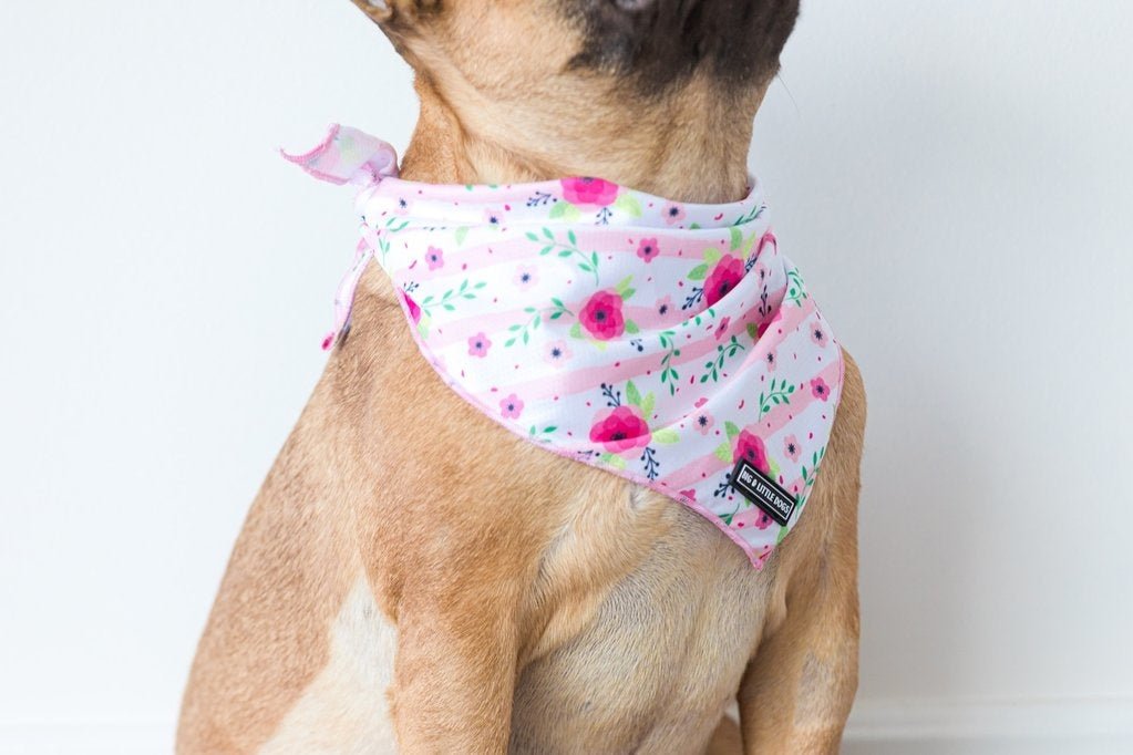 Big and Little dogs Bandana Pretty as can Bee Bandana > Hondenbandana Small/Medium