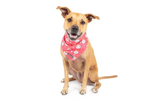 Big and Little dogs Bandana Queen of the Clouds - Premium Bandana > Hondenbandana from Big and Little Dogs - Just €5! Shop now at Frenkiezdogshop