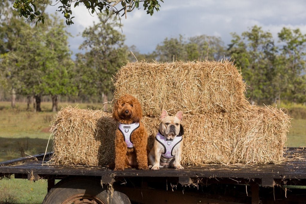 Big and Little Dogs Hoody Harness Painted Purple hondentuig > honden harnas > model A X - Small