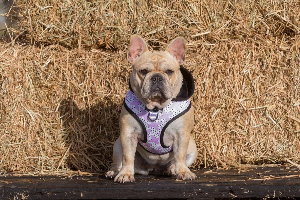 Big and Little Dogs Hoody Harness Painted Purple - Premium hondentuig > honden harnas from Big and Little Dogs - Just €10! Shop now at Frenkiezdogshop