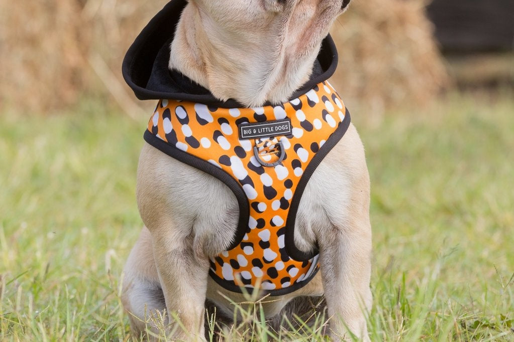 Big and Little Dogs Hoody Harness Spicy Mustard - Premium hondentuig > honden harnas from Big and Little Dogs - Just €10! Shop now at Frenkiezdogshop