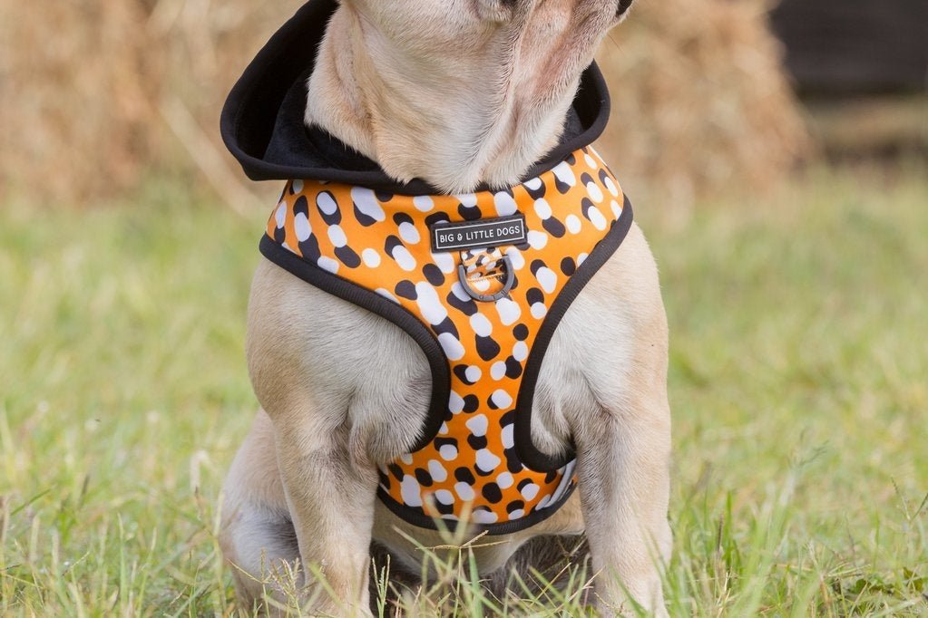 Big and Little Dogs Hoody Harness Spicy Mustard hondentuig > honden harnas > model A X - Small