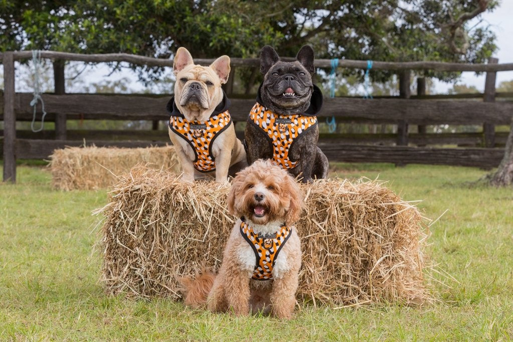Big and Little Dogs Hoody Harness Spicy Mustard - Premium hondentuig > honden harnas from Big and Little Dogs - Just €10! Shop now at Frenkiezdogshop