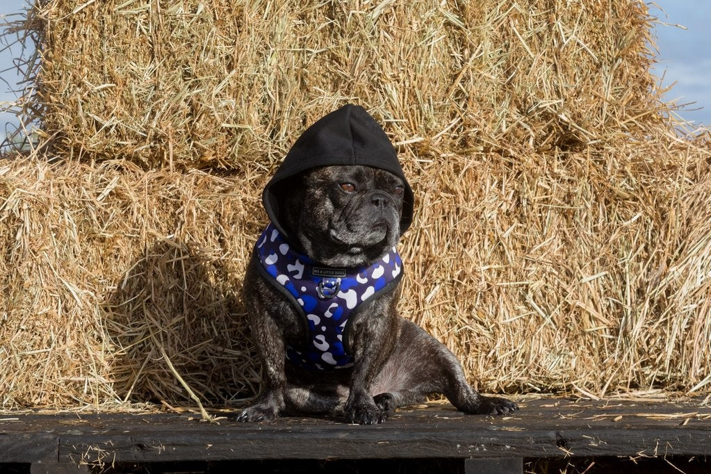 Big and Little Dogs Hoody Harness Winter Blues - Premium hondentuig > honden harnas from Big and Little Dogs - Just €10! Shop now at Frenkiezdogshop