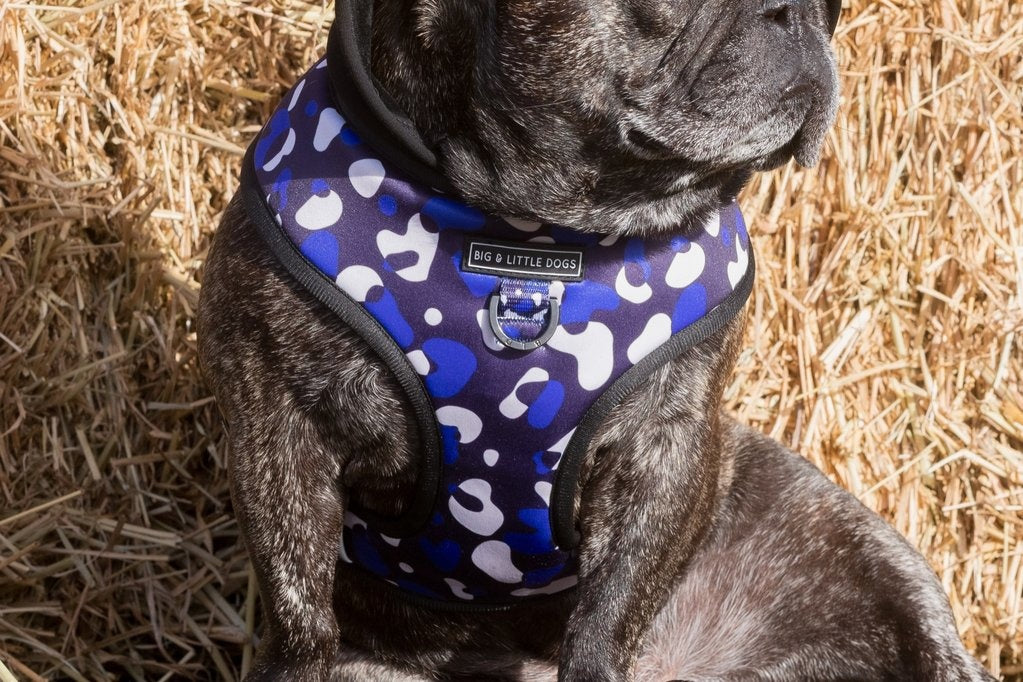 Big and Little Dogs Hoody Harness Winter Blues hondentuig > honden harnas > model A X - Small