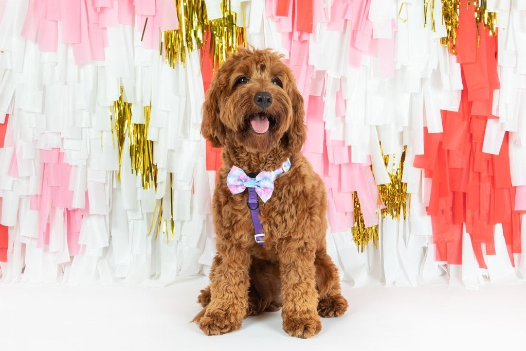 Big and Little Dogs Strap Harness Tie Dye For - Premium hondentuig > honden harnas from Big and Little Dogs - Just €10! Shop now at Frenkiezdogshop