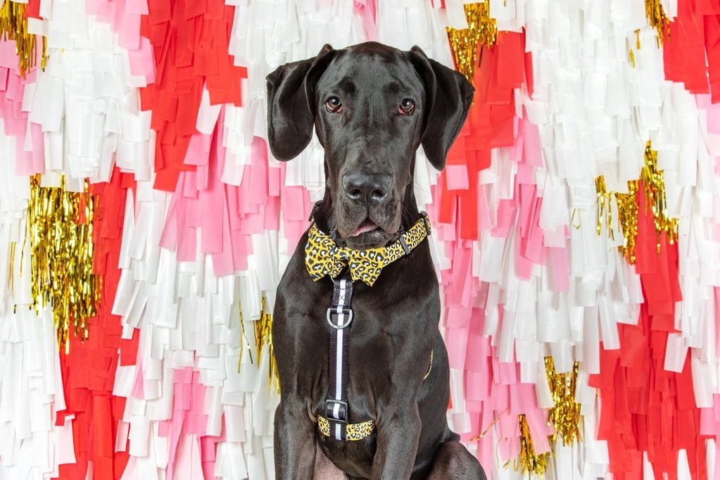 Big and Little Dogs Strap Harness Wild Thing - Premium hondentuig > honden harnas from Big and Little Dogs - Just €10! Shop now at Frenkiezdogshop