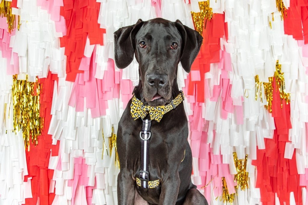 Big and Little Dogs Strap Harness Wild Thing hondentuig > honden harnas > overige modellen Small