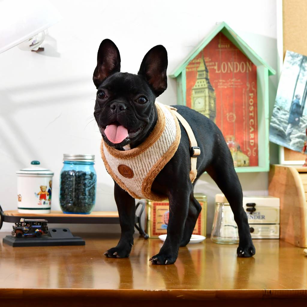 Pinkaholic Zuri Harness beige - Premium hondentuig > honden harnas from Pinkaholic - Just €20! Shop now at Frenkiezdogshop