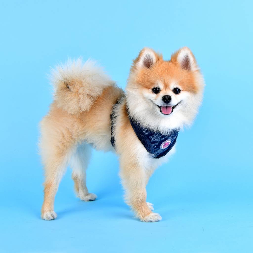 Pinkaholic Mirabelle Harness navy hondentuig > honden harnas > model A Small