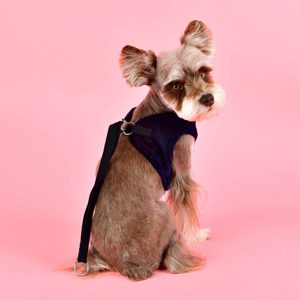 Pinkaholic Polina Harness Q navy - Premium hondentuig > honden harnas from Pinkaholic - Just €20! Shop now at Frenkiezdogshop