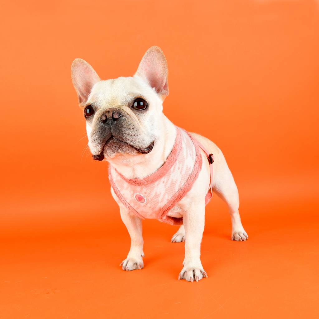 Pinkaholic Mirabelle Harness indian pink - Premium hondentuig > honden harnas from Pinkaholic - Just €20! Shop now at Frenkiezdogshop