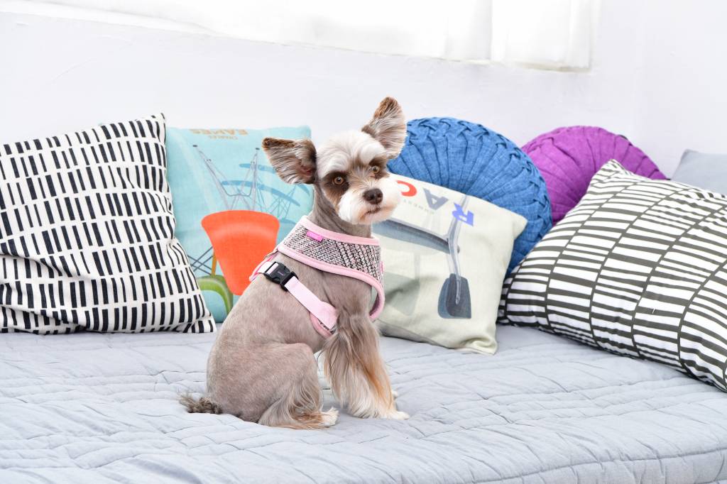 Pinkaholic Da Vinci Harness indian pink - Premium hondentuig > honden harnas from Pinkaholic - Just €20! Shop now at Frenkiezdogshop