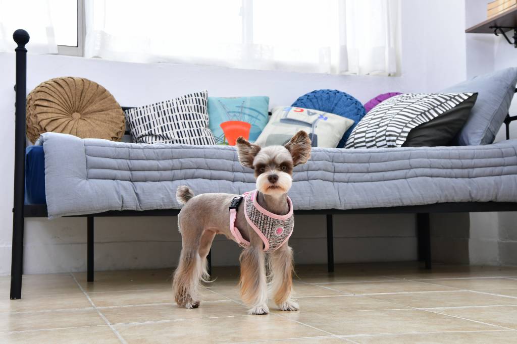 Pinkaholic Da Vinci Harness indian pink - Premium hondentuig > honden harnas from Pinkaholic - Just €20! Shop now at Frenkiezdogshop