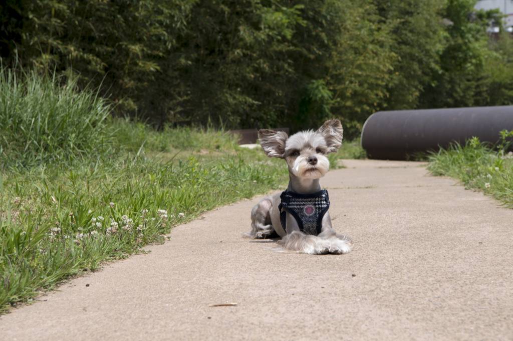 Pinkaholic Da Vinci Harness navy model C hondentuig > honden harnas > model C Small